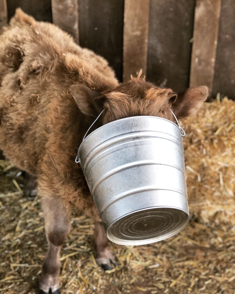 Mini highland cow with Bucket stuck on her head