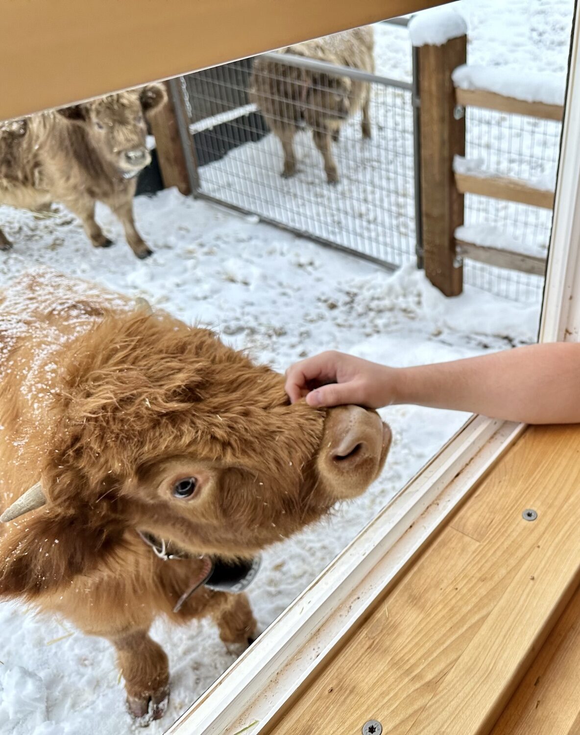 Feed a highland cow through your window at The Grand Ranch Farmstay in utah