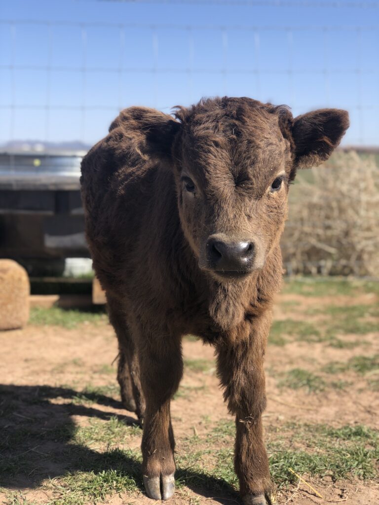 Baby highland Cow at The Grand Ranch near Zion