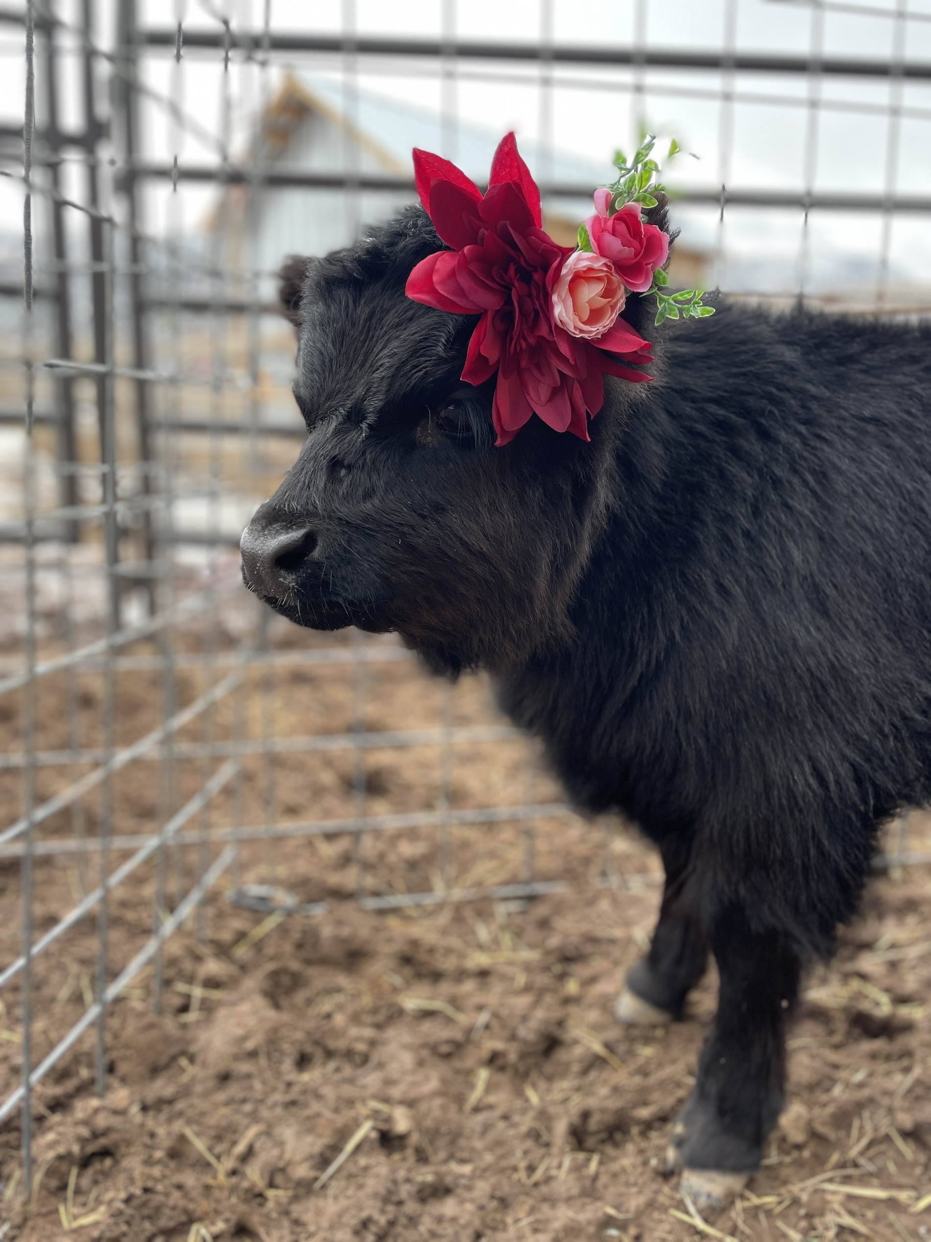 Baby miniature highland with flowers