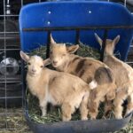 3 Mini Nigerian dwarf goats to pet and meet at The Grand Ranch
