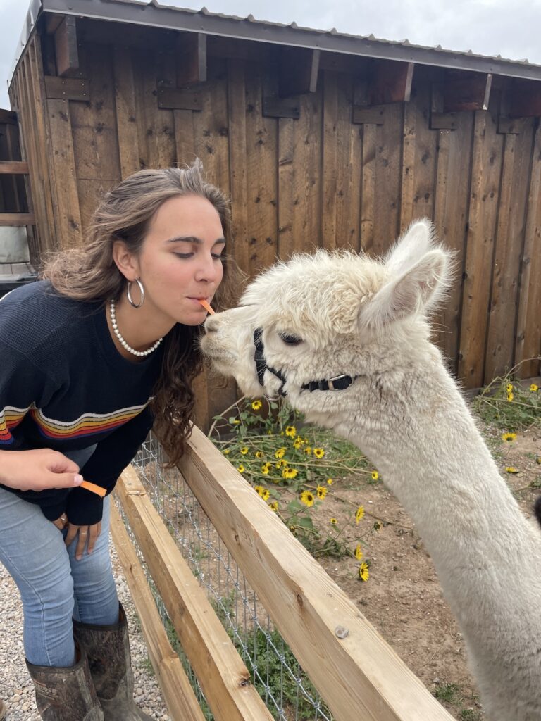 Kissing an Alpaca at mini animal petting zoo in Utah