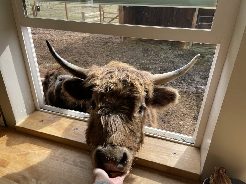Breakfast with a highland cow at The Grand ranch highland hotel in utah