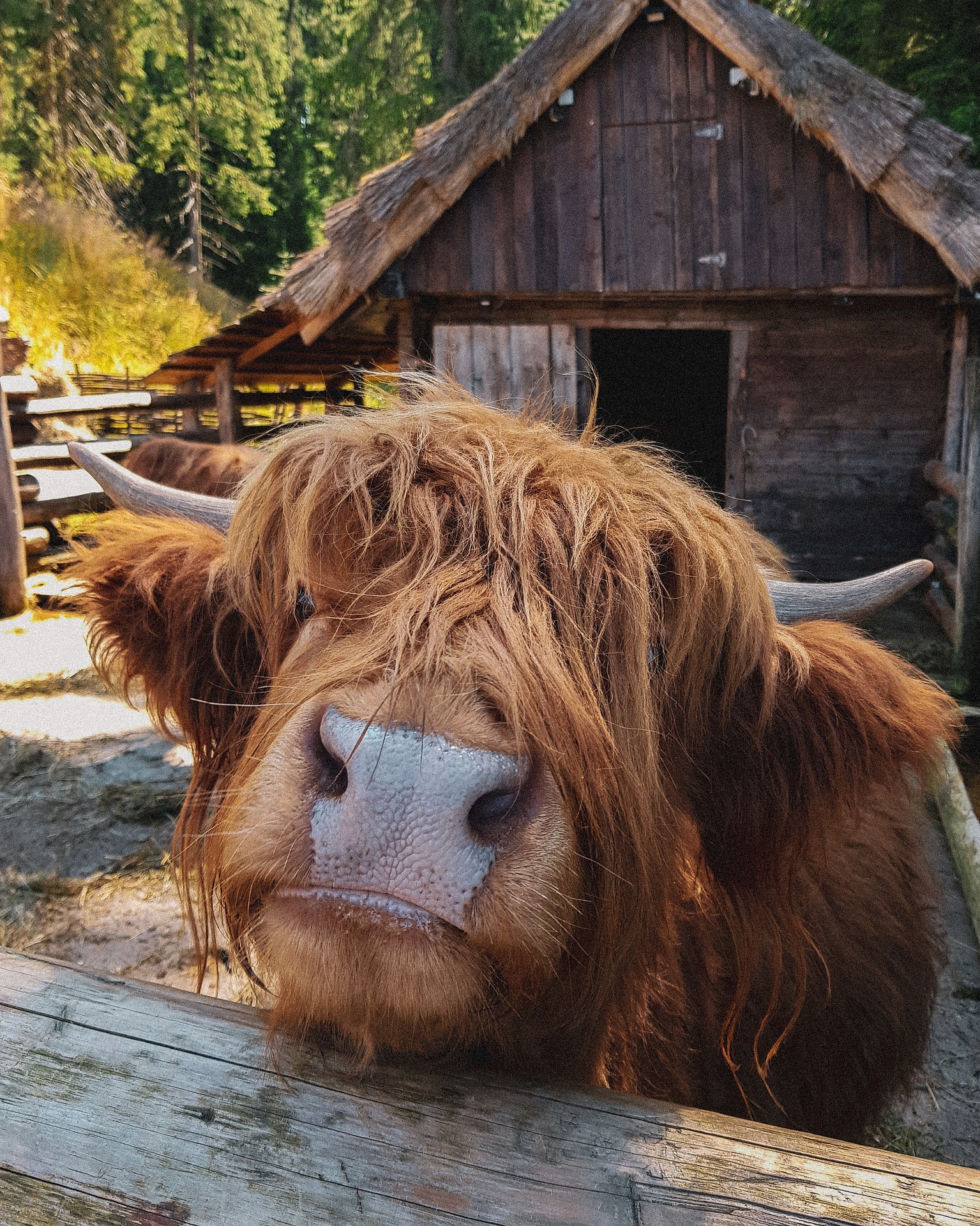 Highland Cow leaning over a fence
