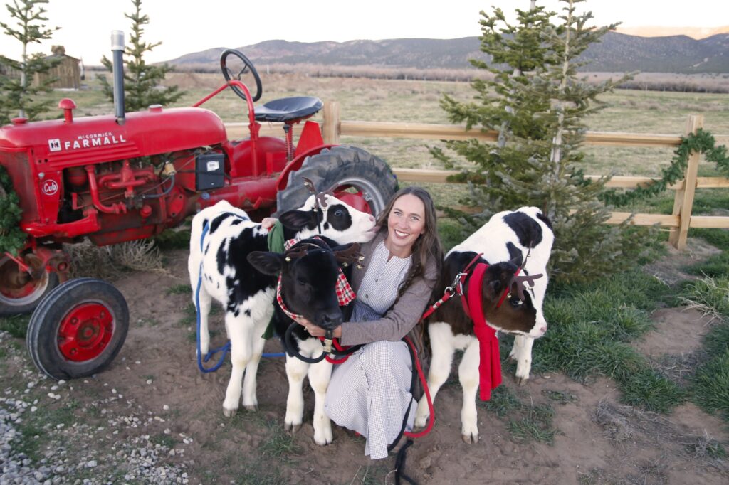bottle feed 3 baby cows at The Grand Ranch with red tractor