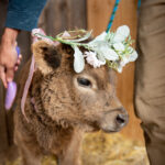 Baby highland cow with flowers