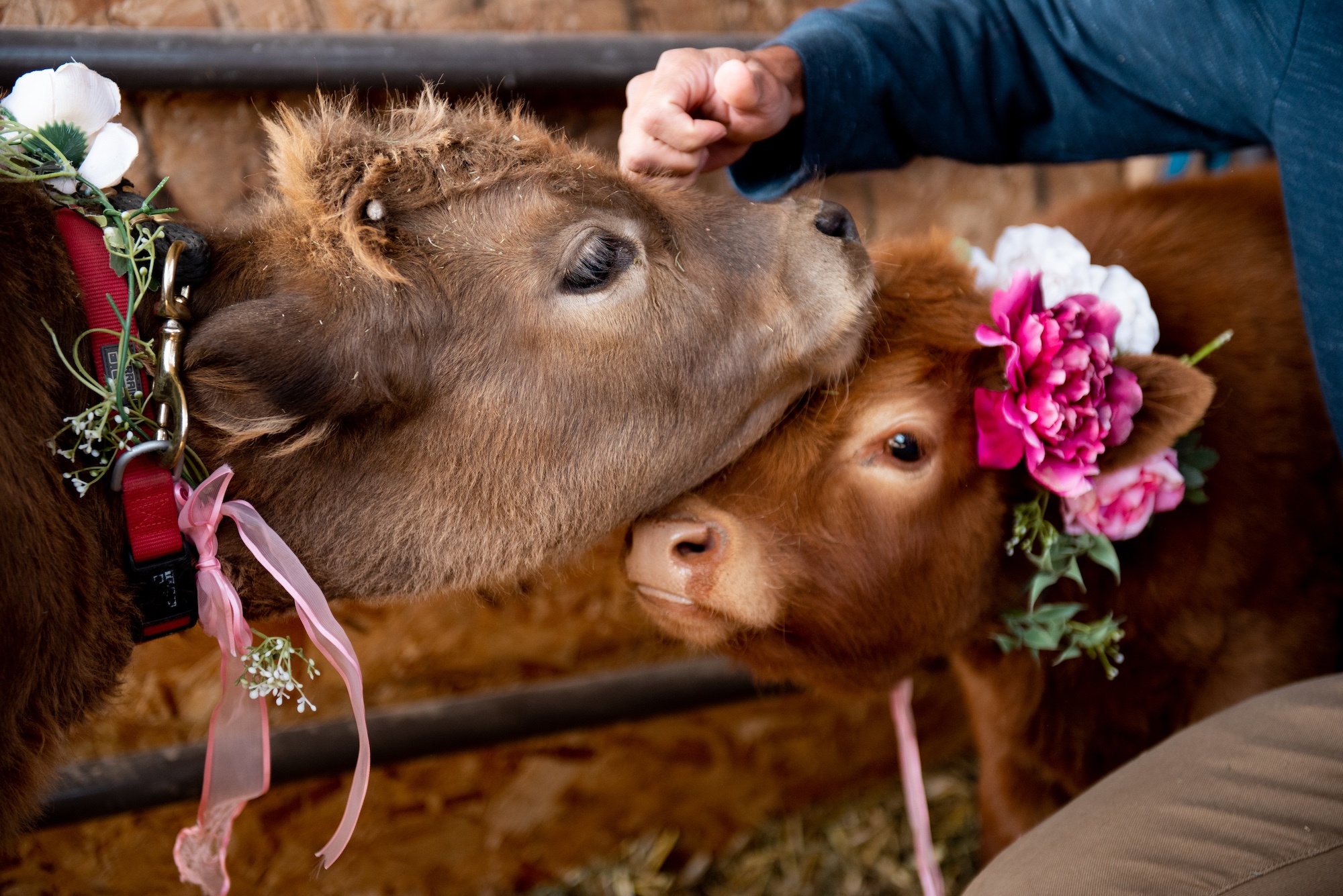 Mini Highland Wedding Cow with flowers for Rent or ring bearer at The Grand Ranch Utah