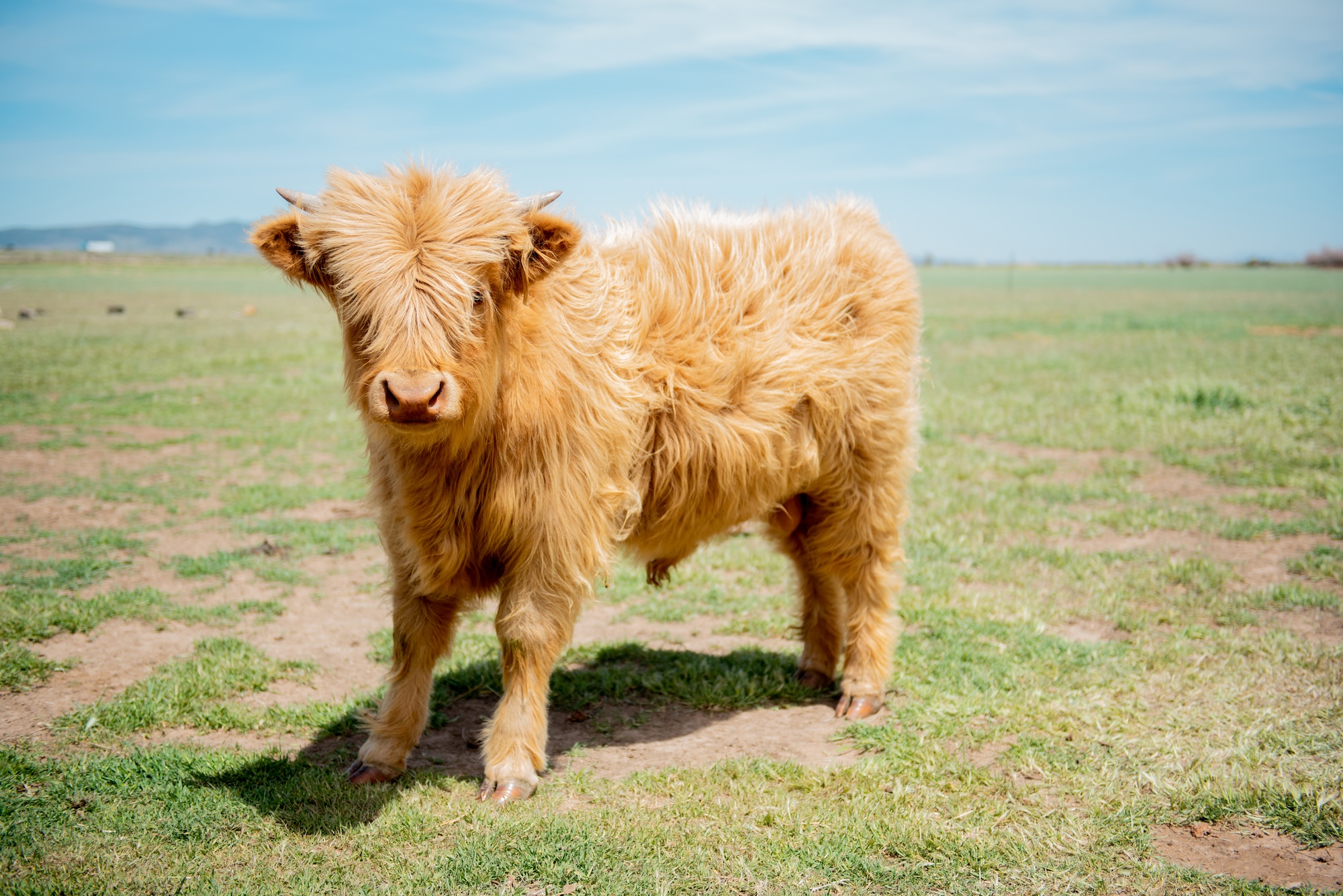 Mini highland cow at The Grand Ranch in Cedar City utah