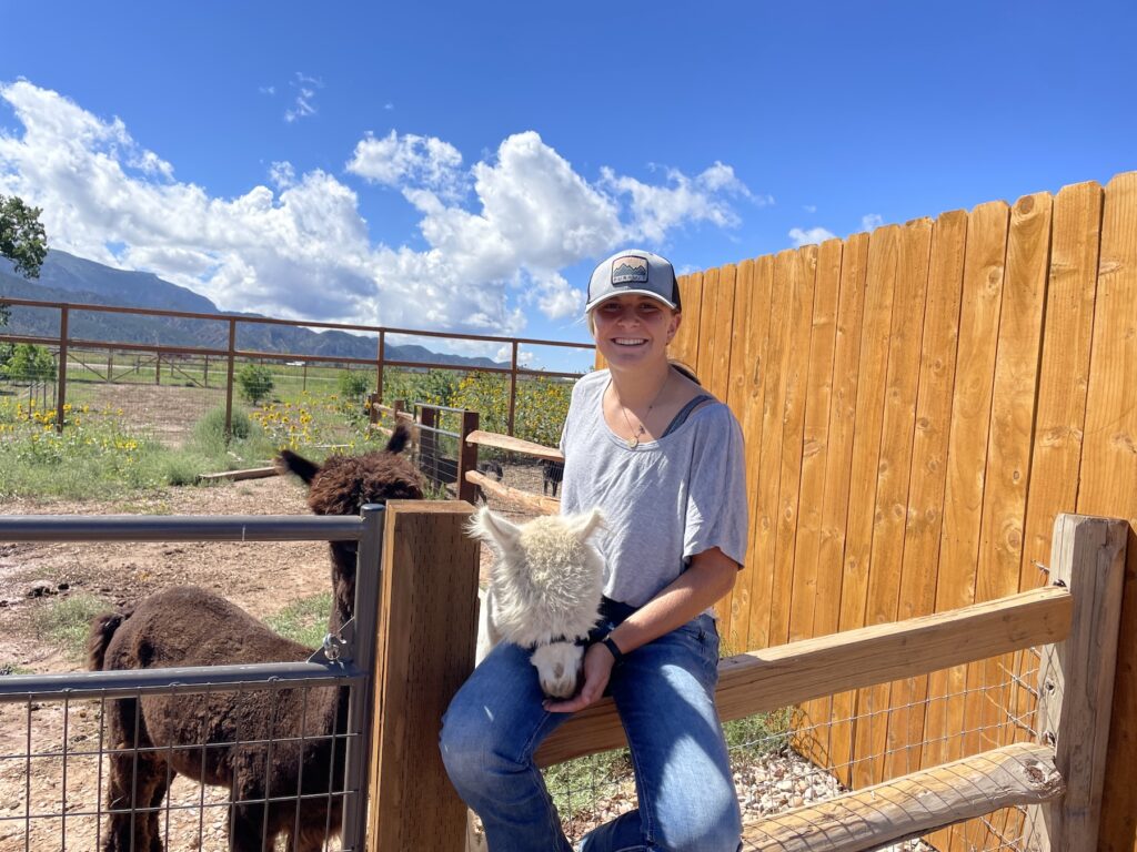 Meet and pet Alpaca at The Grand Ranch mini animal farm