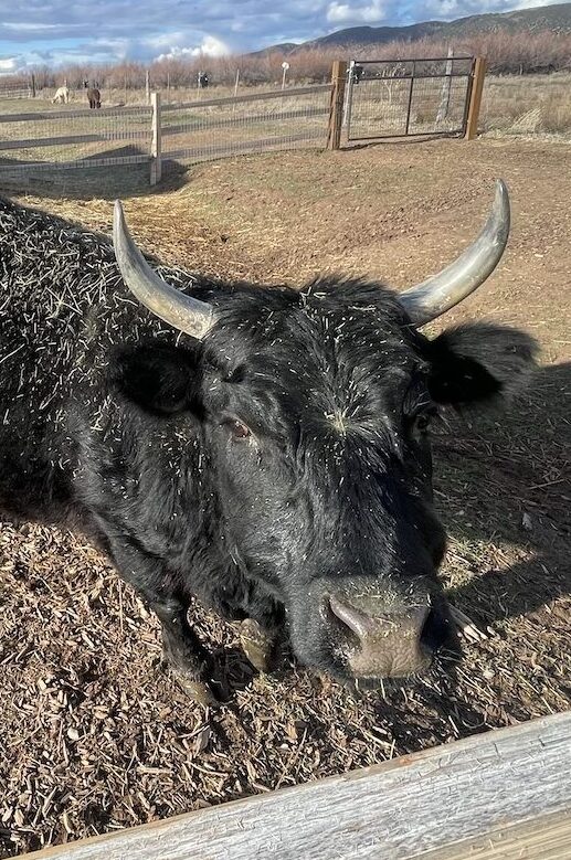 Black Dexter Cow on Farm Tour at The Grand Ranch