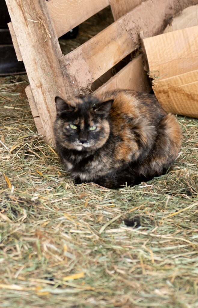 Barn cat in the hay at The Grand Ranch near Zion