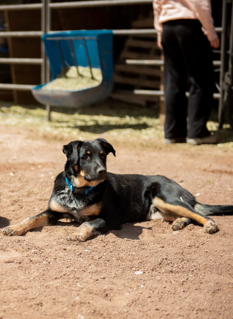Farm dog at The Grand Ranch near Zion